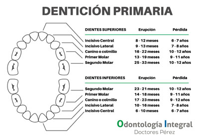 denticion_primaria